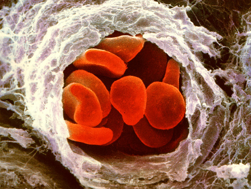 Source url:http://healthguide.howstuffworks.com/white-blood-cell-count- 
