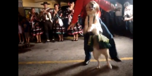 Dancing Merenga Dog