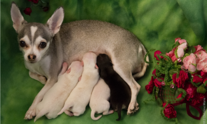Chihuahua Puppies – One Week